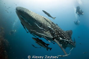 Whale shark. Nikon D700, Sigma 15 mm, Мagic filter. by Alexey Zaytsev 